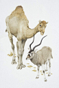 动物图鉴●骆驼