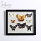 酷坦哥创意欧式现代简约天然真蝴蝶标本挂画相框壁饰工艺品