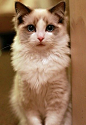 小王子同学最经典的一张片——布偶猫