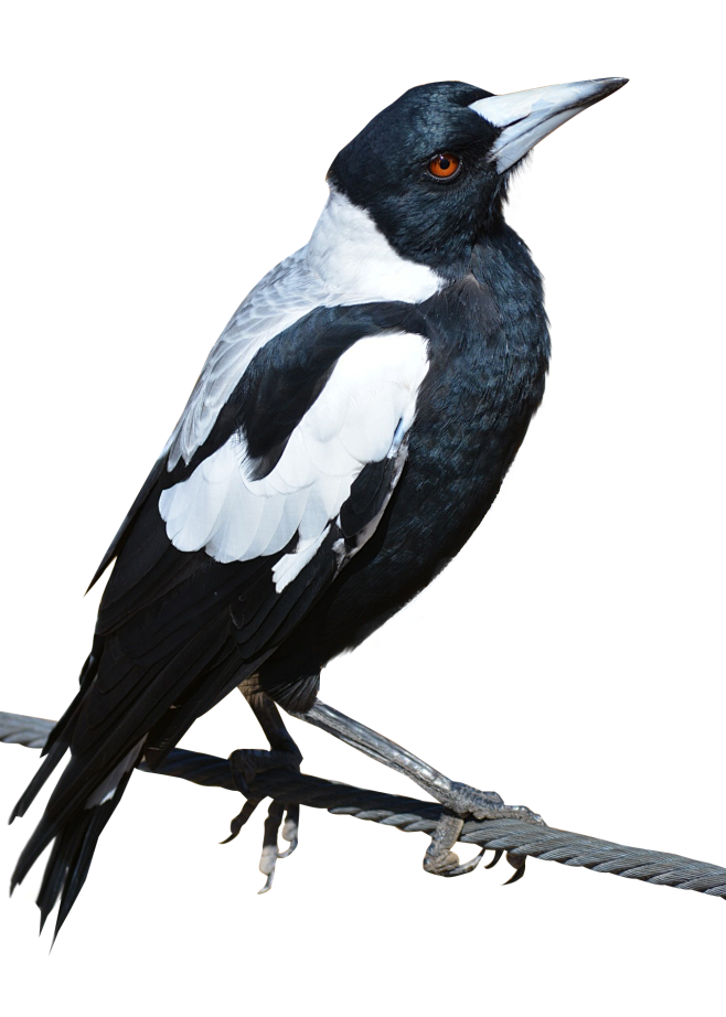 Bird PNG