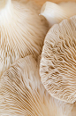 Art in Nature - natural sea coral with beautiful rippling textures; organic inspirations for design