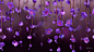 General 1920x1080 flowers purple flowers