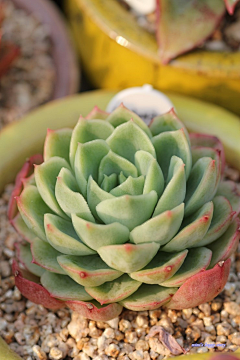 设计干货搬运师采集到多肉植物