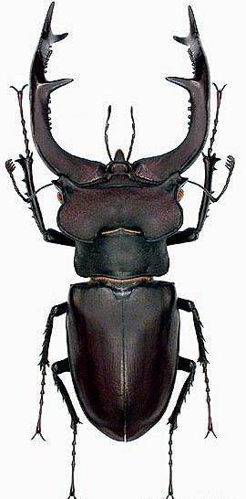Stag beetle, Lucanus...