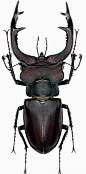 Stag beetle, Lucanus cervus: 