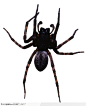 昆虫世界-挂着的蜘蛛