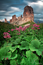 Photograph The Wild Gardeen of Towers by Matteo Zanvettor on 500px