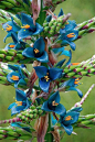 皇后普亚凤梨 Puya berteroniana：凤梨属植物，原产于南美洲安第斯山脉中部和美国南部的陆生植物。@北坤人素材