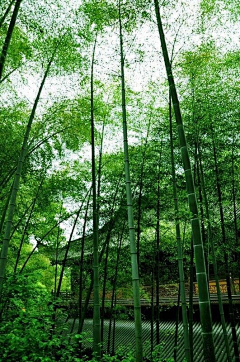 深谷小溪采集到竹