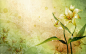幻彩植物花卉背景 [第26张] | 1920×1200 | 设计、幻彩植物花卉背景 | 清风桌面 www.winddesktop.com