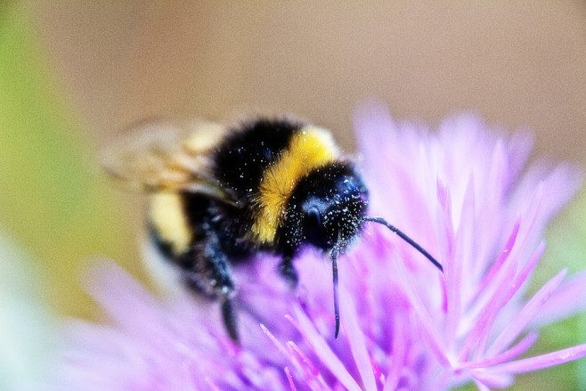 Photograph Bee V by ...