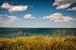 Yellow-flowered shrubs on the coast of a deep blue sea