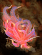 Beautiful, almost translucent, Coral colored Sea (Species: Phyllodesmium poindimiei) Slug