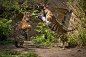 Playful Tiger Cubs by amrodel