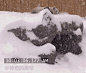 月初时，多伦多动物园的大熊猫“大毛”在漫天的大雪中玩耍，监控摄像头拍到它走着走着从假山上摔落下来，怔怔地呆坐了半天，好久才反应过来、懊恼地抱头一路滚出了镜头（神奇的美帝）