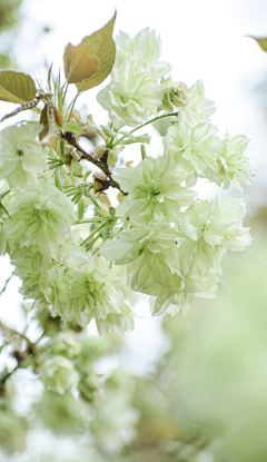 琥珀鱼鱼妞采集到花花草草