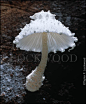 Leucocoprinus cretaceus - fanciful mushroom