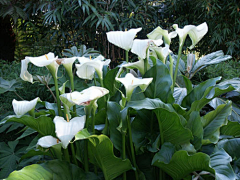 莔冲鱼采集到D生物——植物