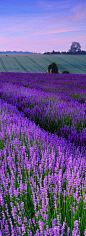 Lavender, Norfolk, England ♥: 