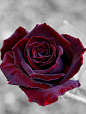 玫瑰'黑珍珠'