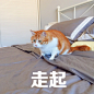 #著名网黄猫日# 黄猪猪吃火锅你吃火锅底料 ​​​​