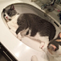 夏天买凉垫的钱省了是为什么？因为家里的洗手池太符合猫体工程学了好不好，然而最后一张是神马情况我没看见（图自IG：dora_me0416）
