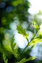 Leaves and branches bask in the sunlight