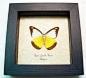 Appias Lyncida Vasava | Real Butterfly Gifts Framed Butterflies and Insect Displays