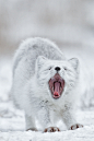 tect0nic:

Arctic fox by Charles Glatzer via 500px.
