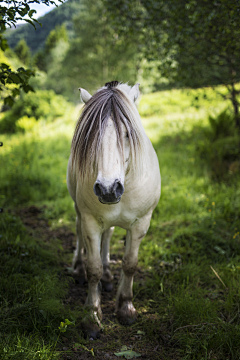 MydZz采集到Horses