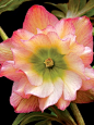 Helleborus Amber Gem z5-8, blooms early to late spring Prefers humus-rich, well-drained soil and regular watering. Cut back flowering stems after bloom to promote new foliage growth and to prevent prolific self seeding. Many plantlets will form around bas