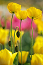 yellow poppies  