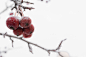 Frozen Crab Apples by Steven Bruccoleri on 500px