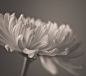 灰白菊花
