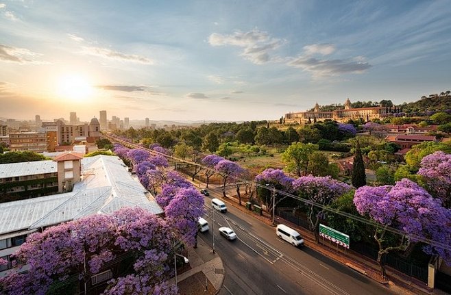 素有“紫薇之城”美誉的南非比勒陀利亚，共...