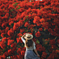 Flame Tree by Jarrad Seng on 500px