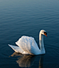 Lone Swan