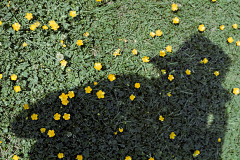 AllinWang采集到影像-Vivian Maier-Color