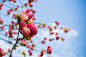 Free image: Spring Tree Blooms Detail