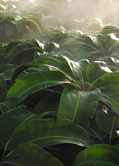 跳水冠军杰洛特采集到植物