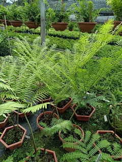 哎呦喂喂hh采集到植物-雨林感