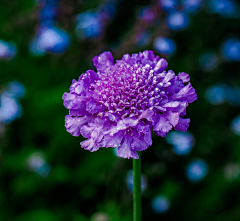 RaisonCheung采集到花花