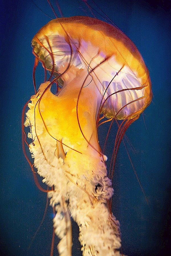 Sea Nettle #Jellyfis...