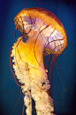Sea Nettle #Jellyfish