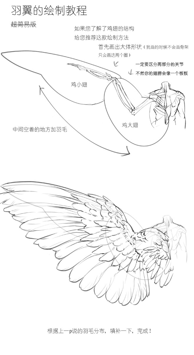 鸟羽翼的绘制