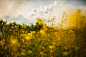 Country, Field, Flowers, Meadow, Nature, Rural