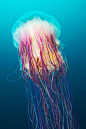 Astounding Jellyfish Photo by Alexander Semenov