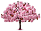 自然元素花开粉色花朵的树