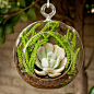 Mini Succulent Terrarium Kit: Echeveria “Domingo”, Crassula Muscosa