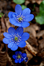 Hepatica nobilis | Blue